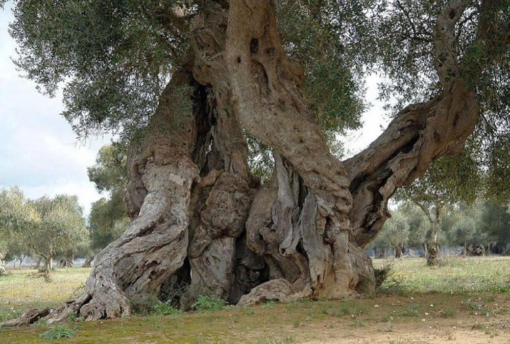 Bio-Agriturismo Masseria La Palombara 萨尔维 外观 照片